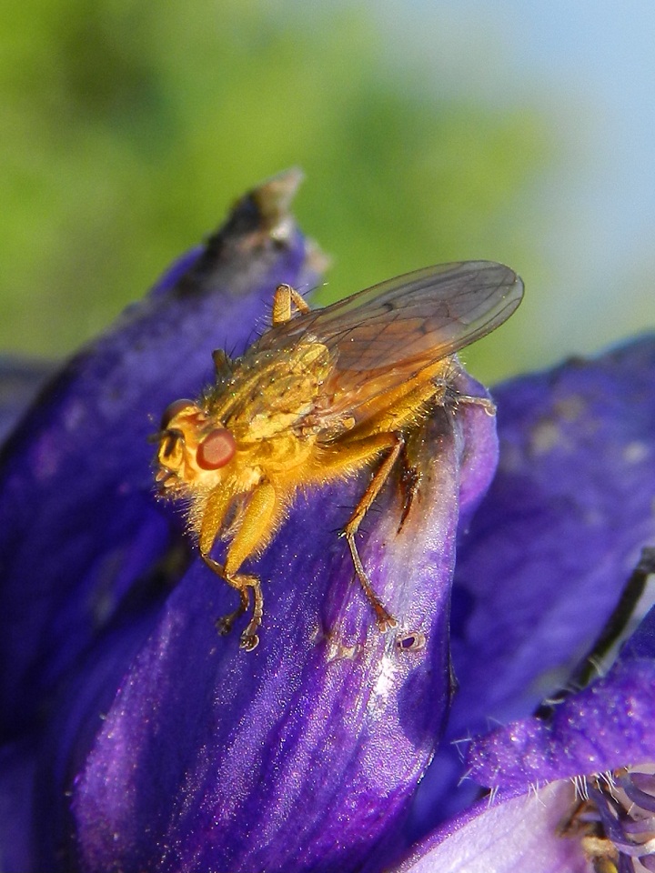 Scathophaga stercoraria (Scathophagidae)